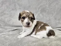 Pixel, a male Poochon for sale in Bois D Arc, MO – 3 of 10
