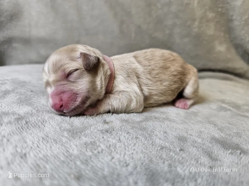 Feyre – Schnoodle puppy for sale in Bois D Arc, MO