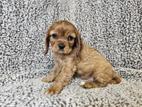Duchess - FULL AKC, a female Cavalier King Charles Spaniel for sale in Bois D Arc, MO – 6 of 10