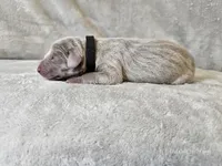 Kincaid - AKC, a male Weimaraner for sale in Bois D Arc, MO – 6 of 10