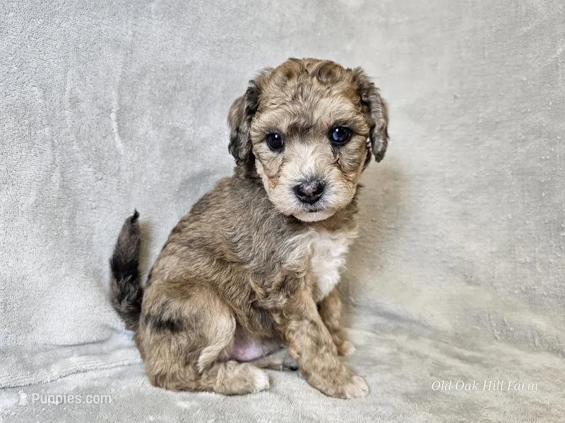 Mosaic – Poochon puppy for sale in Bois D Arc, MO