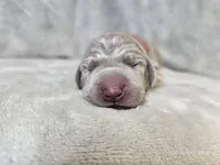 Prairie, a female Weimaraner for sale in Bois D Arc, MO – Photo 5 of 10