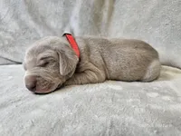 Prairie - AKC, a female Weimaraner for sale in Bois D Arc, MO – Photo 1 of 10