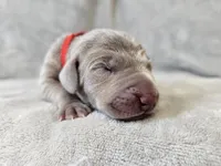 Prairie, a female Weimaraner for sale in Bois D Arc, MO – Photo 2 of 10