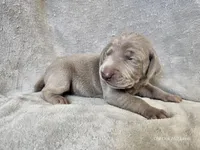 Prairie - AKC, a female Weimaraner for sale in Bois D Arc, MO – Photo 9 of 10