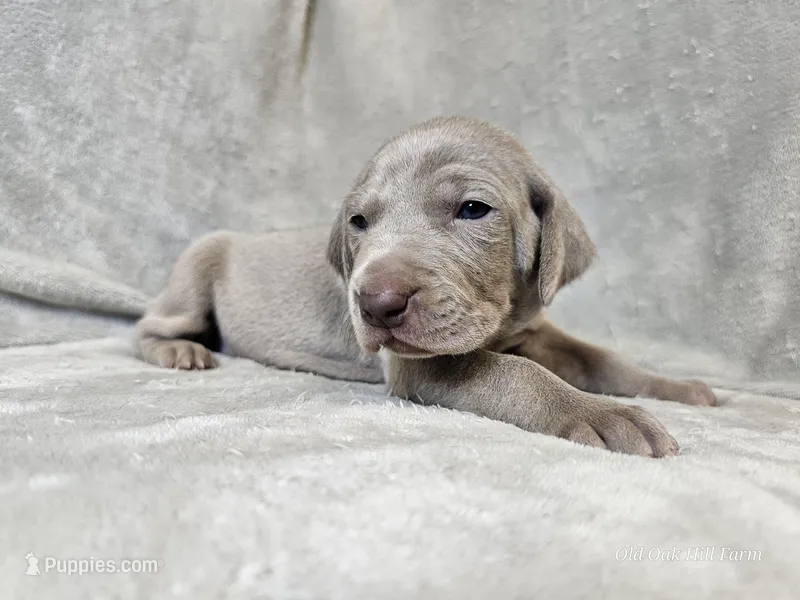 Prairie - AKC – Weimaraner puppy for sale in Bois D Arc, MO