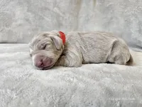 Prairie, a female Weimaraner for sale in Bois D Arc, MO – Photo 6 of 10