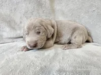 Prairie - AKC, a female Weimaraner for sale in Bois D Arc, MO – Photo 7 of 10