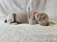Prairie - AKC, a female Weimaraner for sale in Bois D Arc, MO – Photo 6 of 10