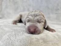 Prairie, a female Weimaraner for sale in Bois D Arc, MO – Photo 4 of 10