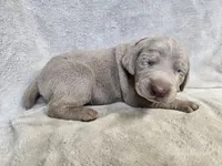 Prairie - AKC, a female Weimaraner for sale in Bois D Arc, MO – Photo 8 of 10