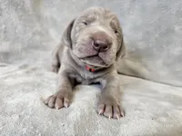 Prairie - AKC, a female Weimaraner for sale in Bois D Arc, MO – Photo 2 of 10