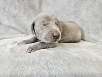 Prairie - AKC, a female Weimaraner for sale in Bois D Arc, MO – Photo 4 of 10