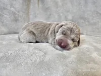 Prairie, a female Weimaraner for sale in Bois D Arc, MO – Photo 8 of 10