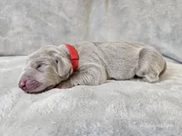 Prairie, a female Weimaraner for sale in Bois D Arc, MO – Photo 9 of 10