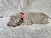 Prairie - AKC, a female Weimaraner for sale in Bois D Arc, MO – Photo 10 of 10