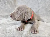 Prairie - AKC, a female Weimaraner for sale in Bois D Arc, MO – Photo 3 of 10
