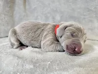 Prairie, a female Weimaraner for sale in Bois D Arc, MO – Photo 10 of 10
