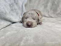 Prairie - AKC, a female Weimaraner for sale in Bois D Arc, MO – Photo 5 of 10