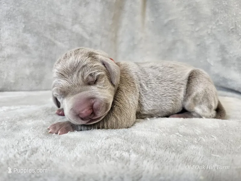 Prairie – Weimaraner puppy for sale in Bois D Arc, MO