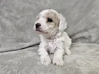 Yeti, a male Poochon for sale in Bois D Arc, MO – 9 of 10