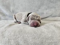 Kincaid - AKC, a male Weimaraner for sale in Bois D Arc, MO – 5 of 10