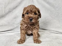 Adelaide - Full AKC, a female Poodle - Miniature  for sale in Bois D Arc, MO – 3 of 10