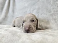 Kincaid - AKC, a male Weimaraner for sale in Bois D Arc, MO – 2 of 10