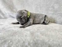 Cayson - AKC, a male Weimaraner for sale in Bois D Arc, MO – 5 of 10