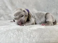Kamea - AKC, a female Weimaraner for sale in Bois D Arc, MO – 10 of 10