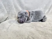 Monty - AKC, a male Weimaraner for sale in Bois D Arc, MO – 4 of 10