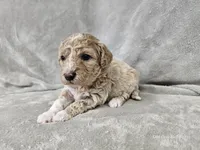 Mochi, a male Poochon for sale in Bois D Arc, MO – 10 of 10