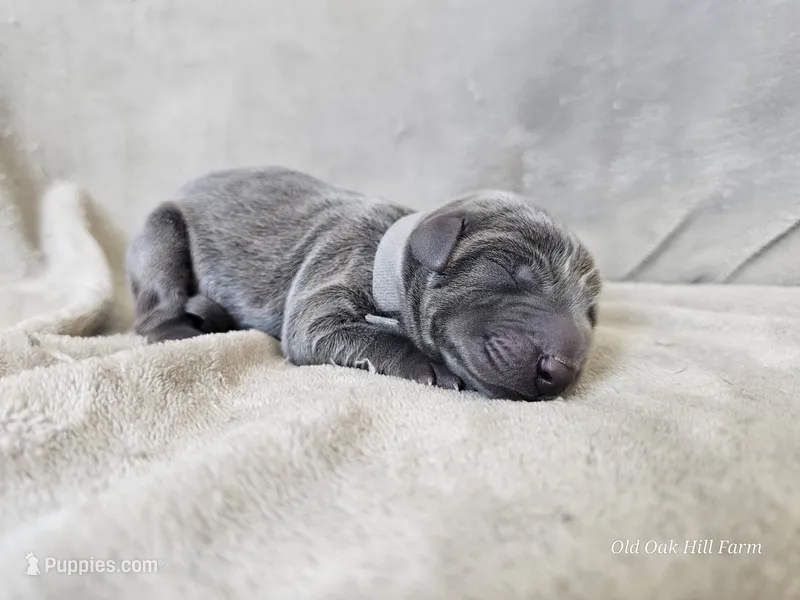 Mickey - AKC – Weimaraner puppy for sale in Bois D Arc, MO