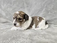 Pixel, a male Poochon for sale in Bois D Arc, MO – 6 of 10