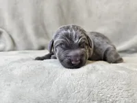 Marley - AKC, a male Weimaraner for sale in Bois D Arc, MO – 9 of 10
