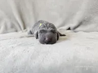 Macy - AKC, a female Weimaraner for sale in Bois D Arc, MO – 9 of 10