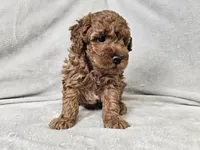 Adelaide - Full AKC, a female Poodle - Miniature  for sale in Bois D Arc, MO – 7 of 10