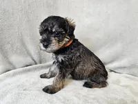 Cassian, a male Schnoodle for sale in Bois D Arc, MO – 5 of 10
