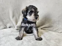 Azriel, a male Schnoodle for sale in Bois D Arc, MO – 3 of 10