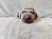 Kamea - AKC, a female Weimaraner for sale in Bois D Arc, MO – 3 of 10