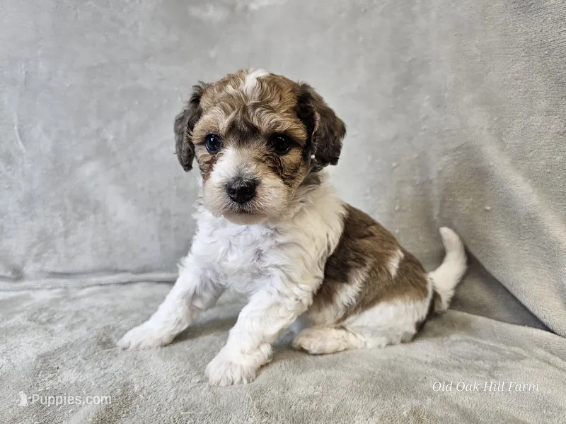 Pixel – Poochon puppy for sale in Bois D Arc, MO