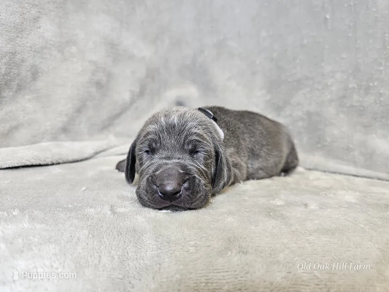 Kanyon - AKC – Weimaraner puppy for sale in Bois D Arc, MO
