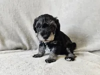 Rhysand, a male Schnoodle for sale in Bois D Arc, MO – 5 of 10