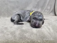 Macy - AKC, a female Weimaraner for sale in Bois D Arc, MO – 5 of 10