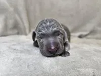 Macy - AKC, a female Weimaraner for sale in Bois D Arc, MO – 7 of 10