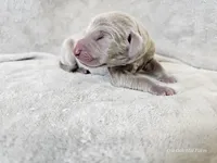 Kovu - AKC, a male Weimaraner for sale in Bois D Arc, MO – Photo 2 of 10