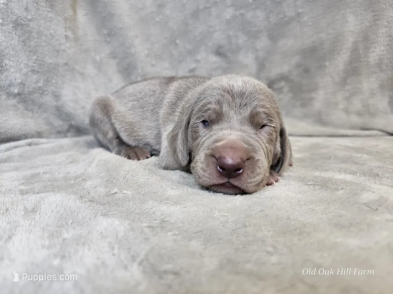 Kovu - AKC – Weimaraner puppy for sale in Bois D Arc, MO