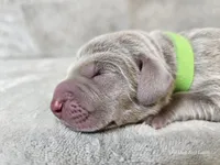 Kovu - AKC, a male Weimaraner for sale in Bois D Arc, MO – Photo 8 of 10