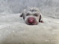 Kovu - AKC, a male Weimaraner for sale in Bois D Arc, MO – Photo 5 of 10