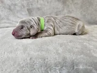 Kovu - AKC, a male Weimaraner for sale in Bois D Arc, MO – Photo 10 of 10